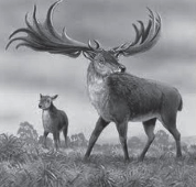 Extinct: the Giant Deer