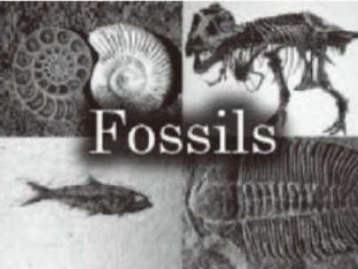 Fossil files The Paleobiology Database