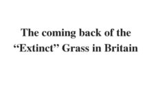 (Update 2022) The coming back of the “Extinct” Grass in Britain | IELTS Reading Practice Test