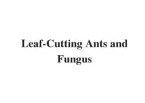 (Update 2024) Leaf-Cutting Ants and Fungus | IELTS Reading Practice Test