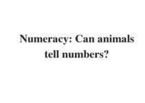 (Update 2024) Numeracy: Can animals tell numbers? | IELTS Reading Practice Test Free
