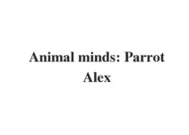 (Update 2024) Animal minds: Parrot Alex | IELTS Reading Practice Test