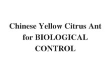 (Update 2022) Chinese Yellow Citrus Ant for BIOLOGICAL CONTROL | IELTS Reading Practice Test