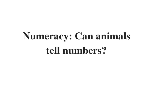Update 2023) Numeracy: Can animals tell numbers? | IELTS Reading Practice  Test Free