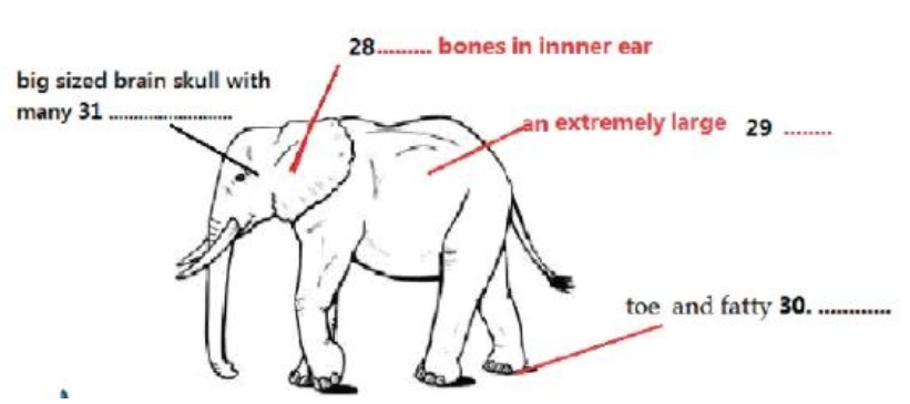 Elephant communication