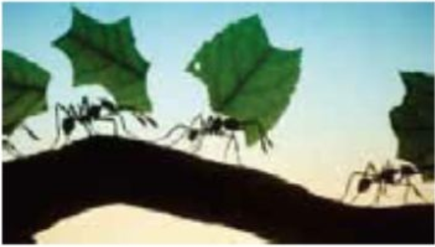 Leaf-Cutting Ants and Fungus