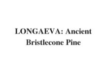 (Update 2022) LONGAEVA: Ancient Bristlecone Pine | IELTS Reading Practice Test