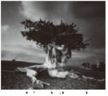 LONGAEVA: Ancient Bristlecone Pine