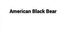 (Update 2024) American Black Bear | IELTS Reading Practice Test Free