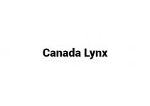 (Update 2023) Canada Lynx | IELTS Reading Practice Test Free