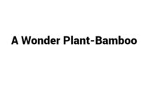 (Update 2022) A Wonder Plant-Bamboo | IELTS Reading Practice Test Free