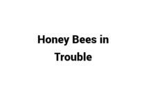 (Update 2024) Honey Bees in Trouble | IELTS Reading Practice Test Free