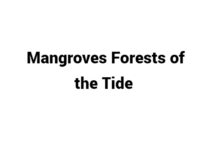 (Update 2024) Mangroves Forests of the Tide | IELTS Reading Practice Test Free