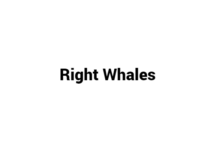 (Update 2022) Right Whales| IELTS Reading Practice Test Free