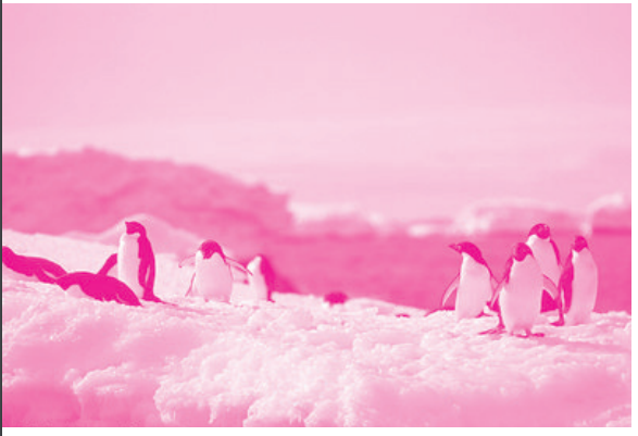 The last March of the Emperor Penguins